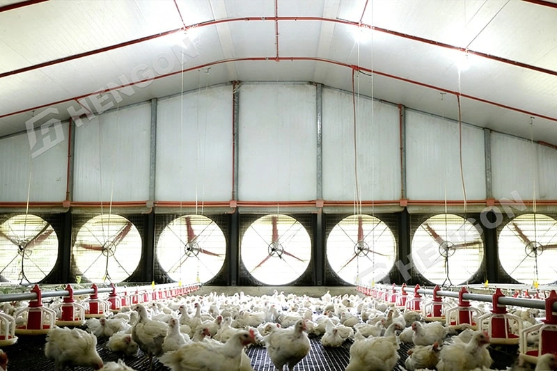 Moisture Control in Poultry Buildings: Why Vapor Barriers Matter