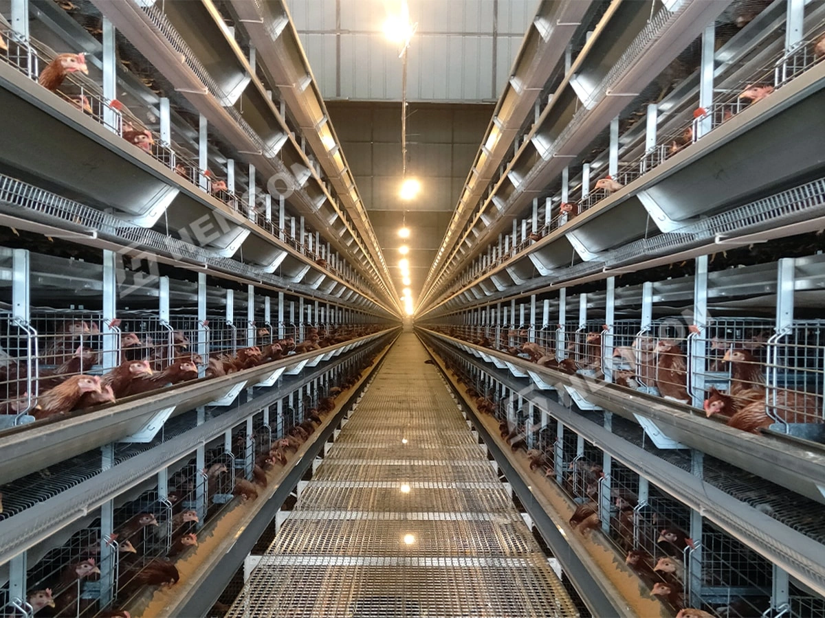 Broiler Cages