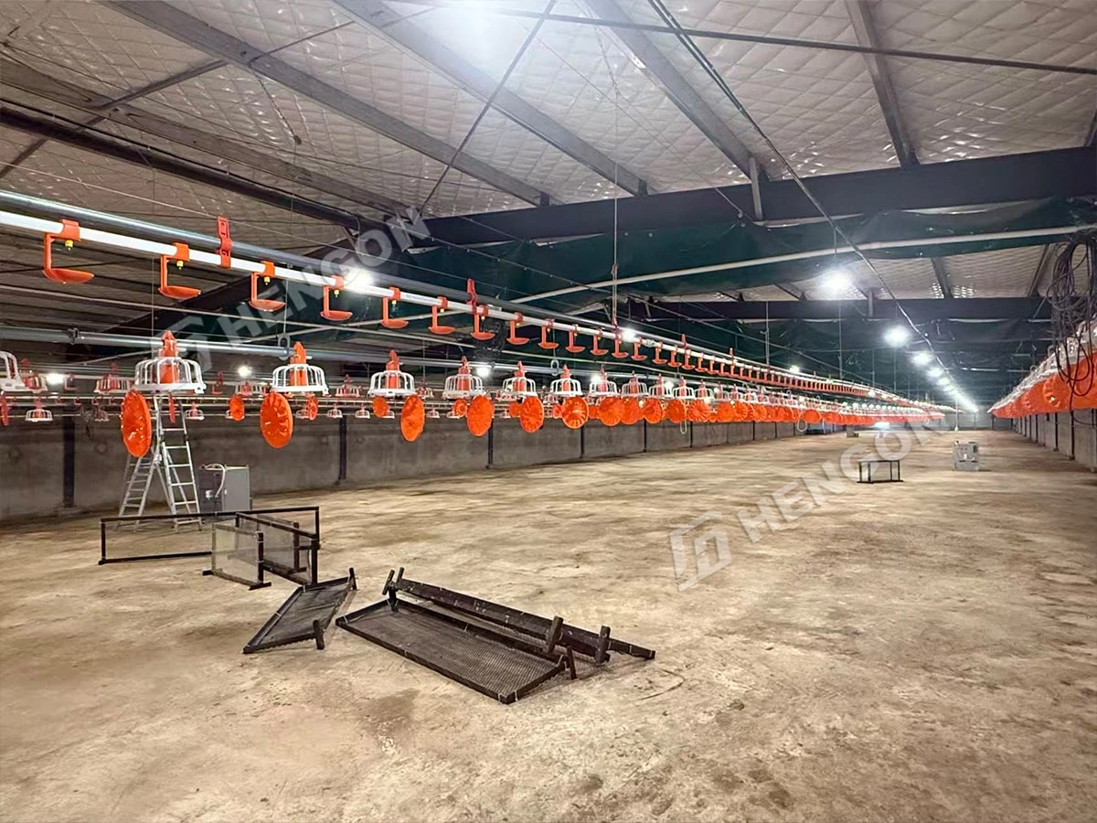 Rearing on Ground and Welfare Cages