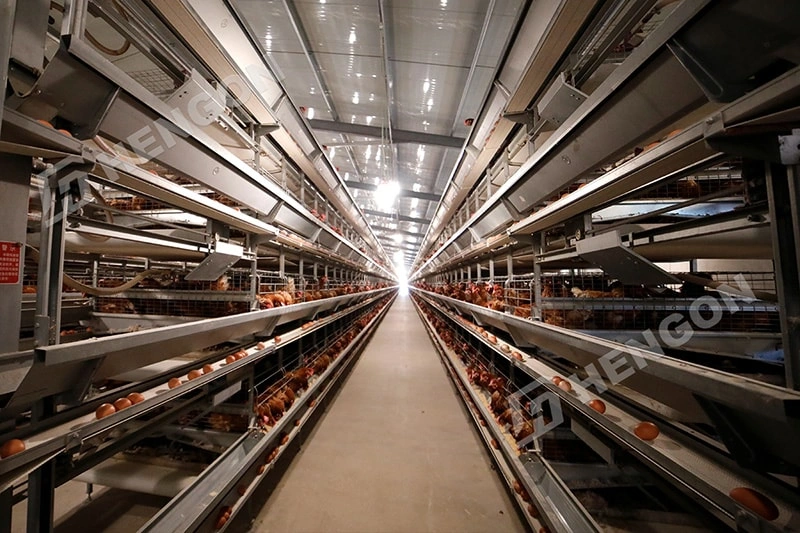 Poultry Equipment for Large-Scale Layer Projects