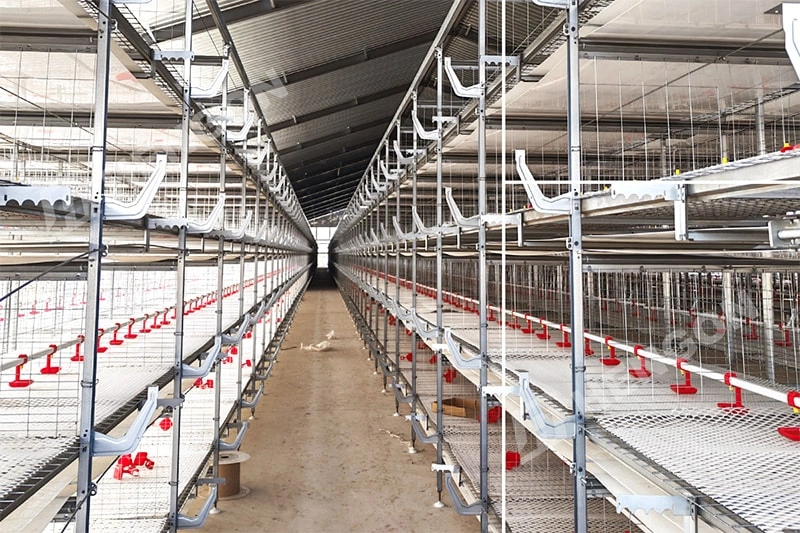 Broiler Farming Equipment for Modern Meat Chicken Shelter Broiler Farming Equipment for Modern Meat Chicken Shelter
