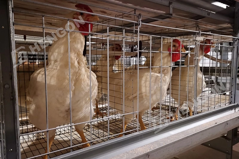 Smart Broiler Farming Equipment for Better Chicken Growth Smart Broiler Farming Equipment for Better Chicken Growth