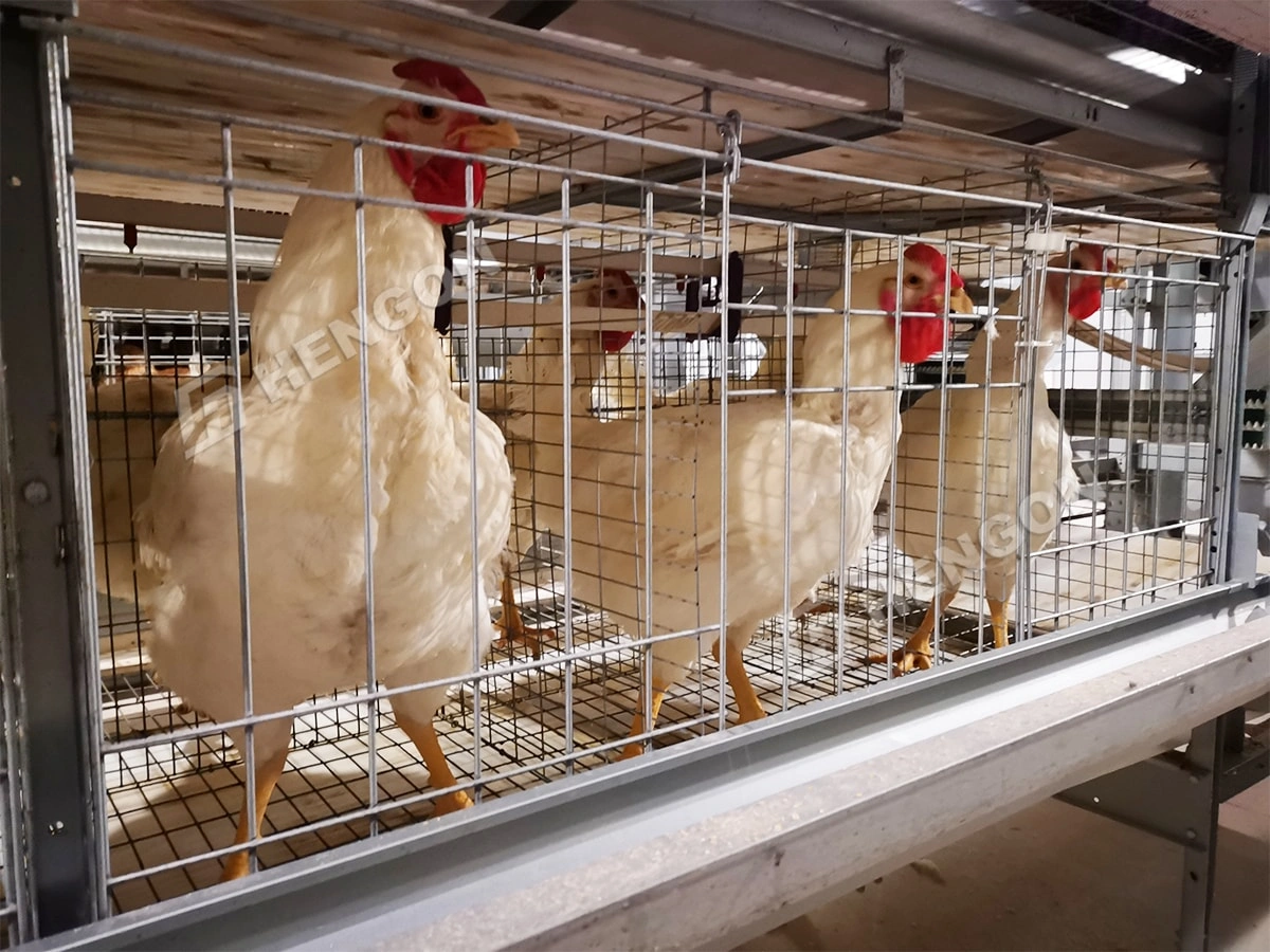 Broiler Cages