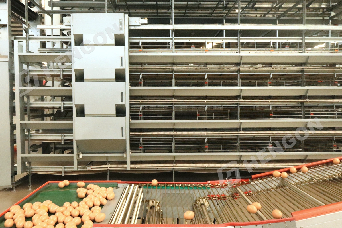 Egg Production.webp Egg Production.webp