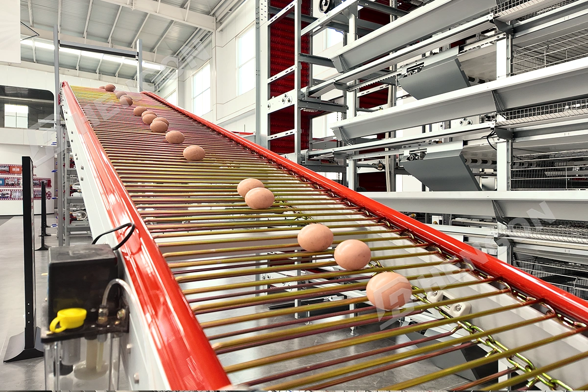 automatic egg collectors.webp