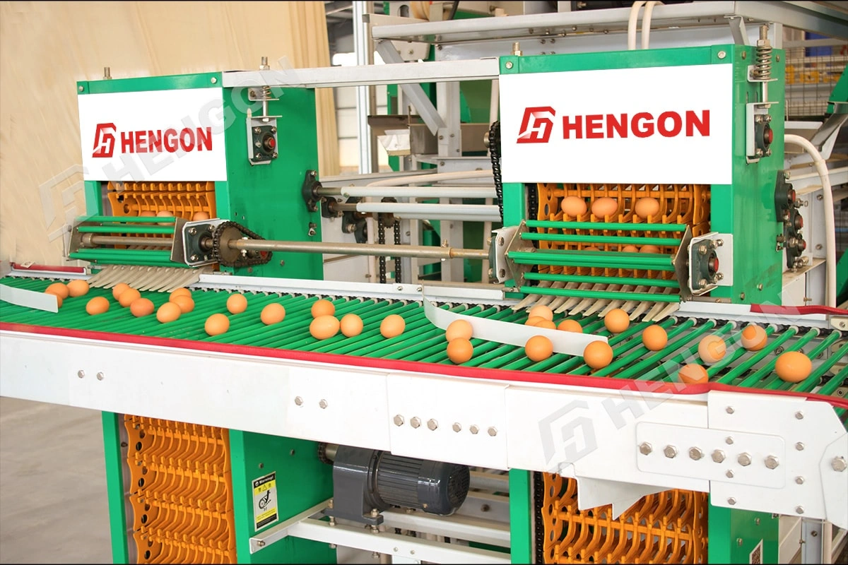 automatic egg collectors.webp