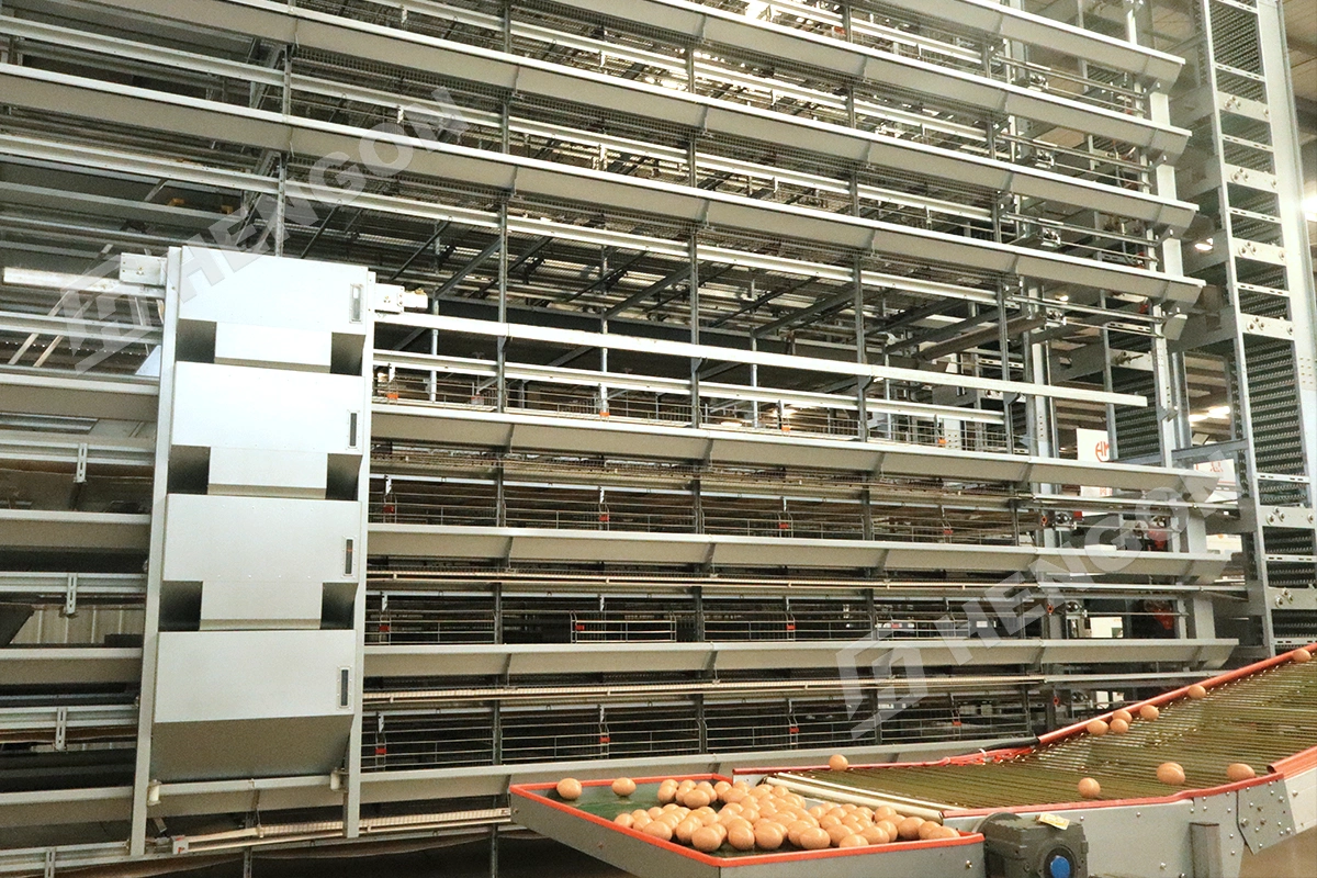 automatic egg collectors.webp
