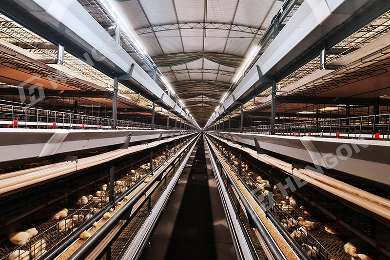 Upgrade a Chicken Farm Philippines with Broiler Cages 1.webp