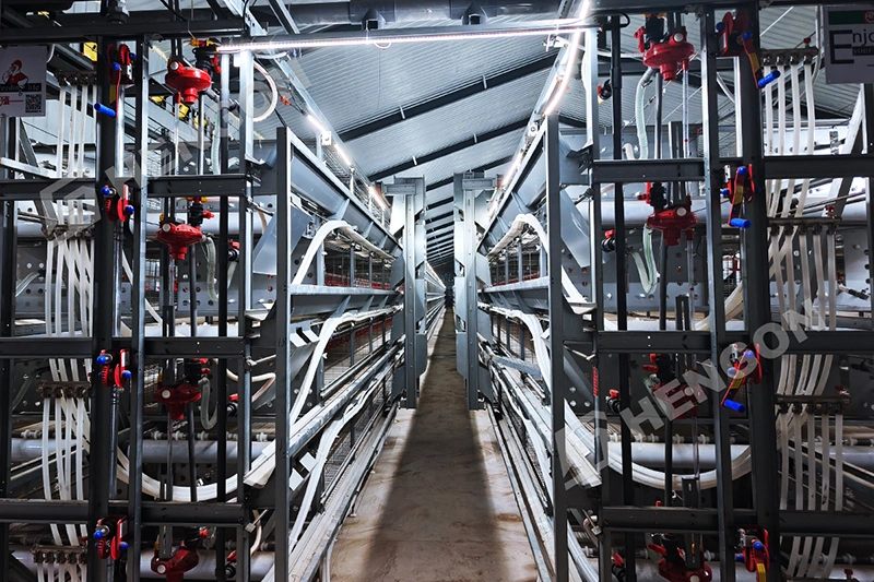 Upgrade a Chicken Farm Philippines with Broiler Cages 2.webp