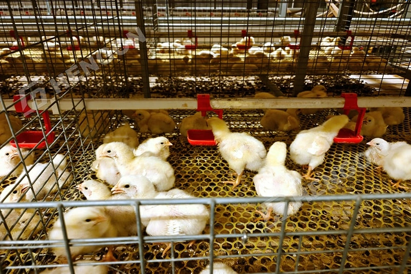 Is Broiler Farming Profitable in the Philippines? 1 拷贝.webp