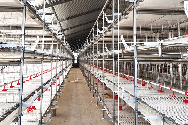 Is Broiler Farming Profitable in the Philippines? 2 拷贝.webp
