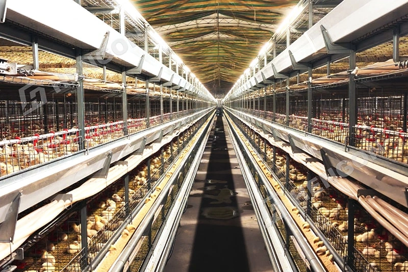 Best Broiler Cage System for Chicken Farm Philippines 1 拷贝.webp