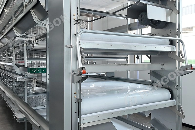 Best Broiler Cage System for Chicken Farm Philippines 6 拷贝.webp