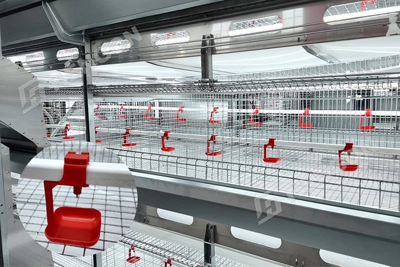 Best Broiler Cage System for Chicken Farm Philippines 2 拷贝.webp