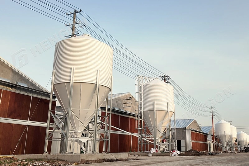 How Much Land Do You Need for a Chicken Farm Philippines? 1 拷贝.webp