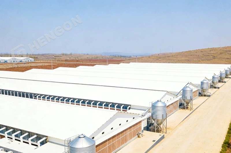 How Much Land Do You Need for a Chicken Farm Philippines? 3 拷贝.webp