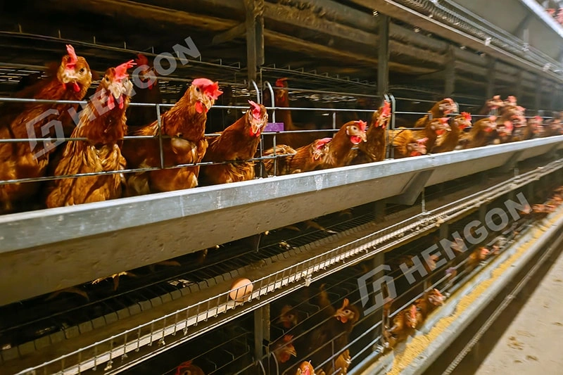 Layer Farming Guide for Beginners in the Philippines 1 拷贝.webp