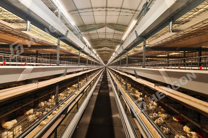 What Poultry Farmers Really Asked at Livestock Philippines 2026 What Poultry Farmers Really Asked at Livestock Philippines 2026
