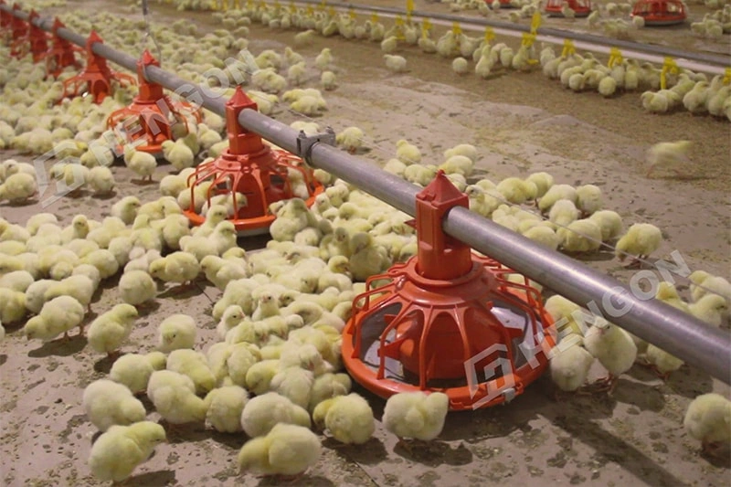 Floor Raising vs Cage Raising: Which Is Better for a Chicken Farm in the Philippines?