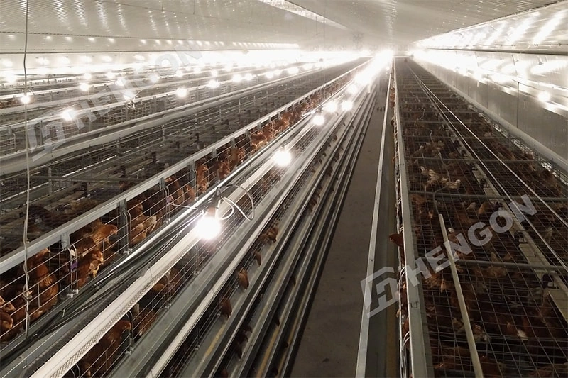 Floor Raising vs Cage Raising: Which Is Better for a Chicken Farm in the Philippines?