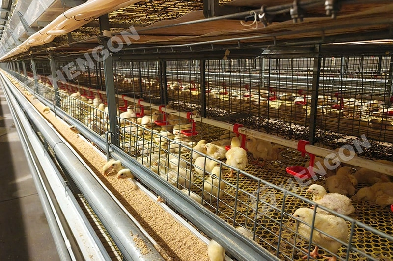 Why Philippine Farms Switch from Floor to Cage Raising Why Philippine Farms Switch from Floor to Cage Raising