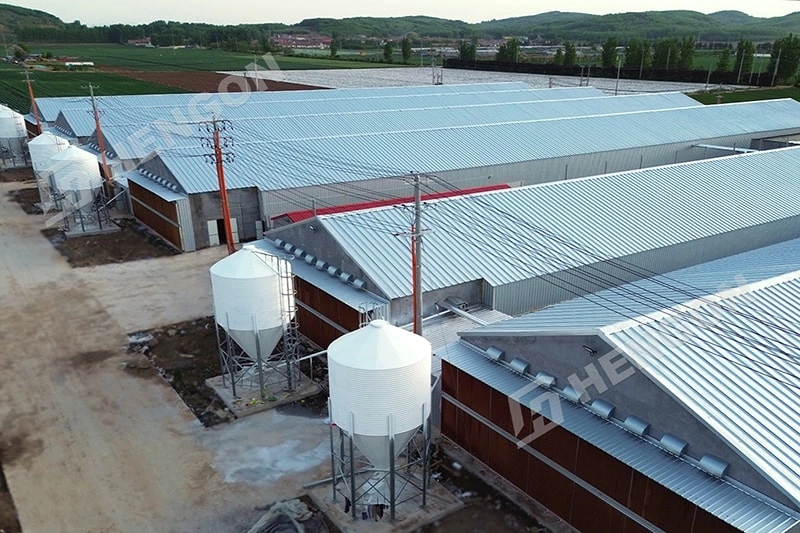 Why Philippine Farms Switch from Floor to Cage Raising Why Philippine Farms Switch from Floor to Cage Raising