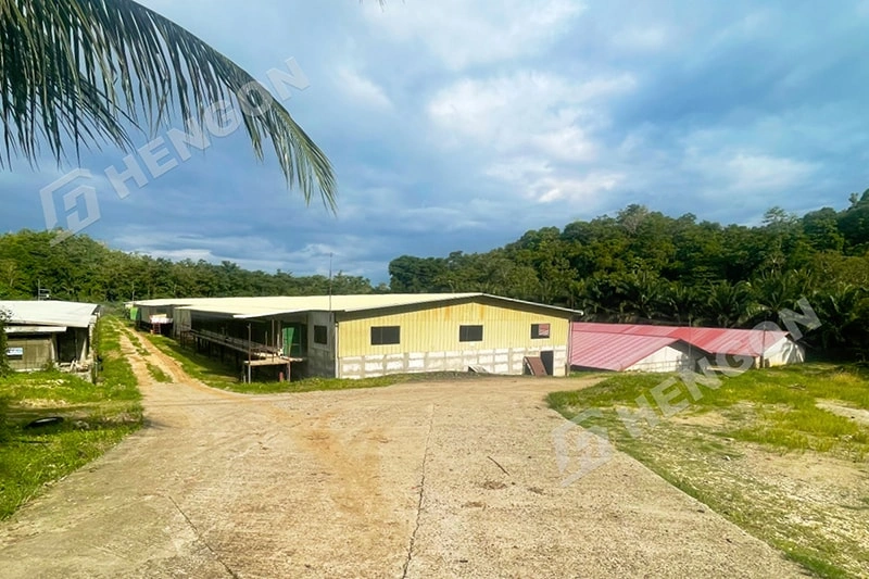 Why Philippine Farms Switch from Floor to Cage Raising Why Philippine Farms Switch from Floor to Cage Raising